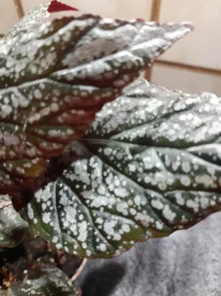 Begonia Joly Silver Maceta 12cm