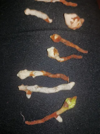 Alocasia Regal Shield cormo singolo