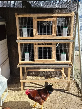 Jaula para codornices de madera mas 27 codornices