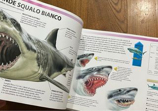 Libro “Squali E Altre Creature Degli Abissi”