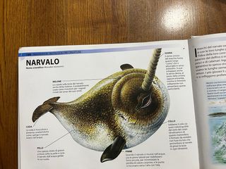 Libro “Squali E Altre Creature Degli Abissi”