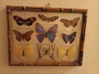 9 Farfalle da Collezione Rarissime