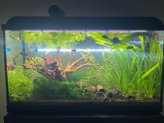Acuario 60L con mesa y luz