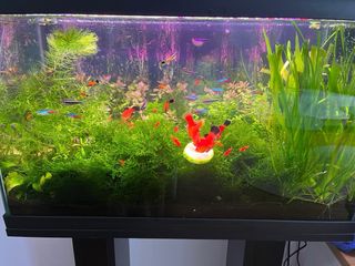 Acuario 60L con mesa y luz