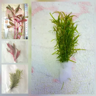 2x Alternanthera Reineckii Pink | 28x Najas Guadal