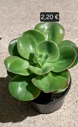 Planta de Trevo de 4 Folhas