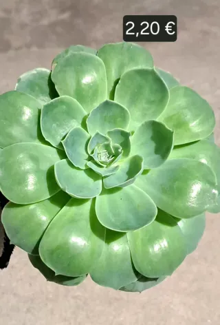 Planta de Trevo de 4 Folhas