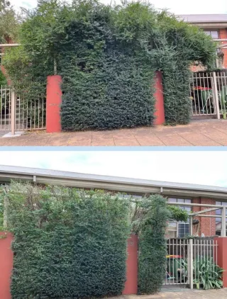 Jardinero económico y limpiezade parcelas