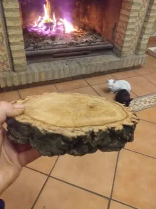 18 Rodajas de Encina Seca de 21 22 cm