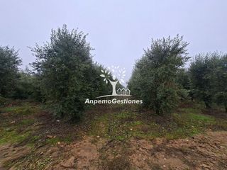 Terreno en venta en Palma del Río