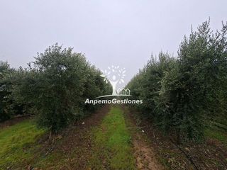 Terreno en venta en Palma del Río