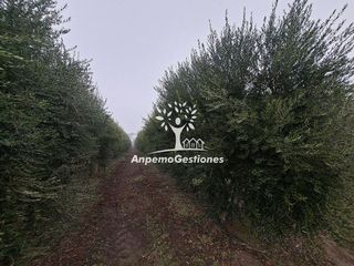 Terreno en venta en Palma del Río