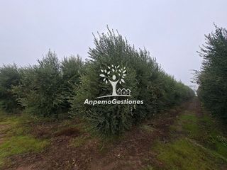 Terreno en venta en Palma del Río
