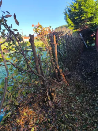 Legna per caminetto o barbecue