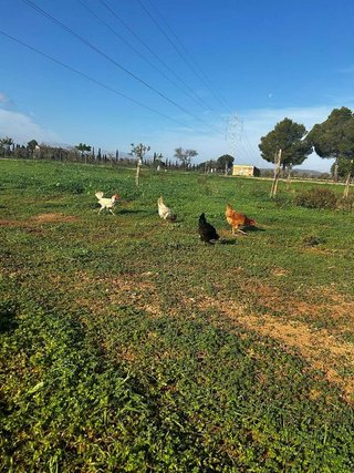 Terreno en venta en Campos
