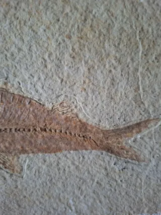 Fósil de pez Diplomistus