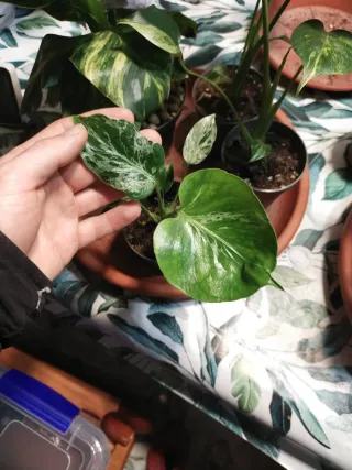 Monstera Bulbasaur. Disponible próximamente.