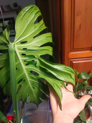 Monstera Tattoo (Esquejes)