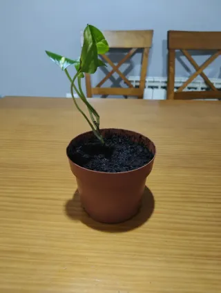 Poto pequeño en maceta