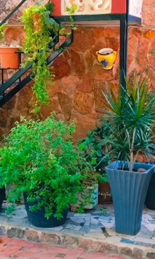 HIERBALUISA EN MACETA GRANDE.