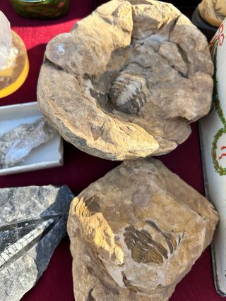 Lote di minerali e fossili