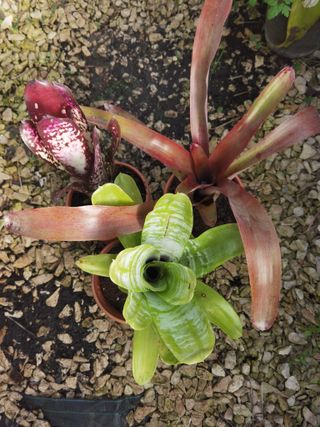 3 Plantas de Bromélia