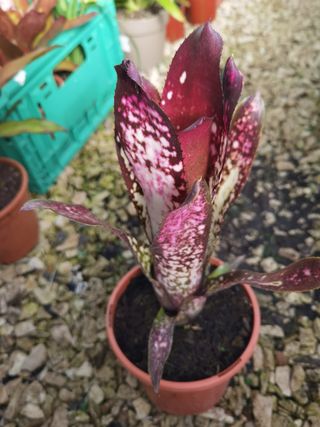 3 Plantas de Bromélia