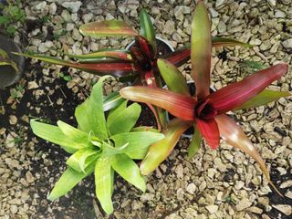 Conjunto de 3 plantas Bromélias