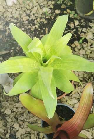 Conjunto de 3 plantas Bromélias