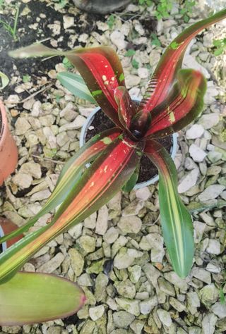 Conjunto de 3 plantas Bromélias