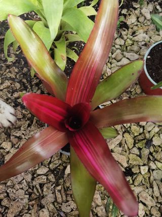 Conjunto de 3 plantas Bromélias