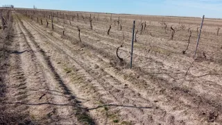 Postes para viñedos