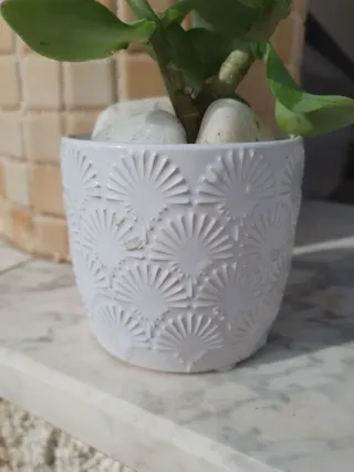 Planta: Crassula ovata 'Curly Bird', Suculenta