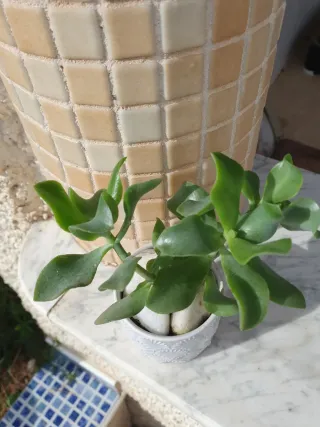 Planta: Crassula ovata 'Curly Bird', Suculenta