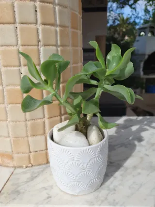 Planta: Crassula ovata 'Curly Bird', Suculenta