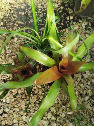 Plantas Bromélia para Decoração