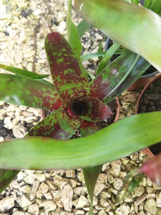 Plantas Bromélia para Decoração