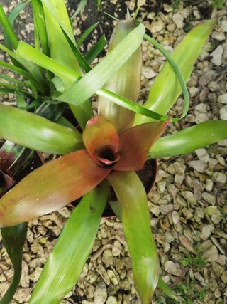 Plantas Bromélia para Decoração