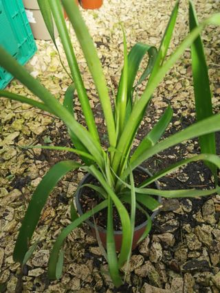 Plantas Bromélia para Decoração