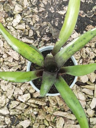 Neo. Yellow fella Bromélia coleção