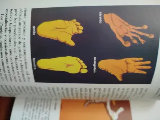 El Origen del hombre