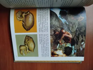 El Origen del hombre