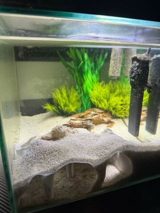 Acuario Fluval Edge 23L + Accesorios