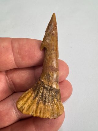 Onchopristis  Premium Fósil 6,5 cm