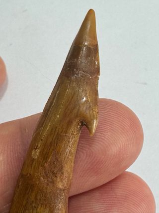 Onchopristis  Premium Fósil 6,5 cm