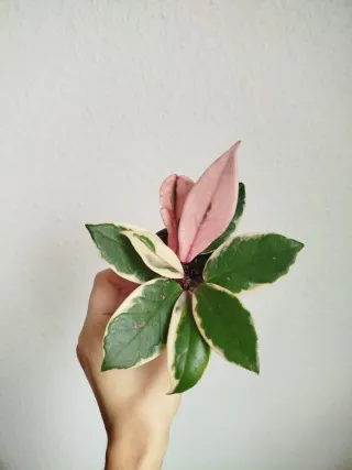 Planta Hoya Carnosa Tricolor