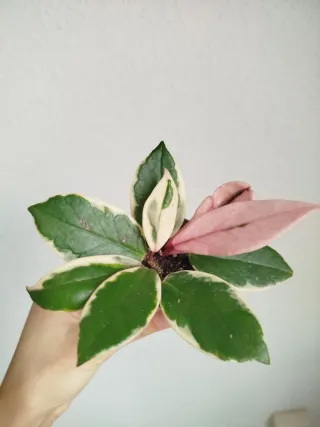 Planta Hoya Carnosa Tricolor