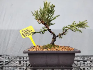 BONSÁI JUNÍPERO PIFTZERIANA OLD GOLD