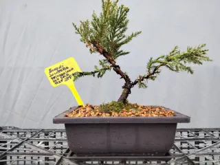 BONSÁI JUNÍPERO PIFTZERIANA OLD GOLD