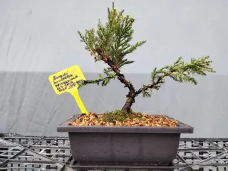 BONSÁI JUNÍPERO PIFTZERIANA OLD GOLD